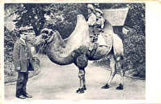 Camel