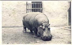 Hippopotomus (1)
