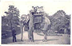 Jingo (Indian Elephant)