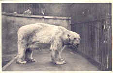 Polar Bear