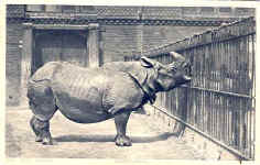 Rhinoceros
