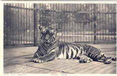 Royal Tiger