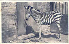 Zebra