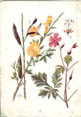 Seed Dispersal-Broom and Herb Robert