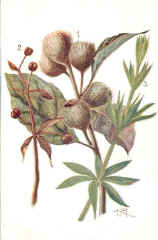 Seed Dispersal-Burdock and Goose Grass