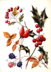 Seed Dispersal - hawthorn, Holly, Rose, Bramble
