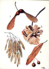 Seed Dispersal - Sycamore, Wych Elm, Ash, Lime