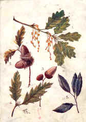 Oak Trees