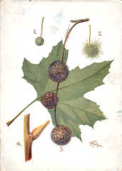 Plane Tree (The)