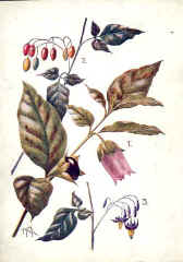 Poisonous Plants - Deadly Nightshade