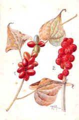 Poisonous Plants - Bryony