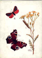 Protecting and Warning Coloration - Butterflies