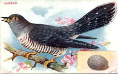 Cuckoo