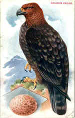 Golden Eagle