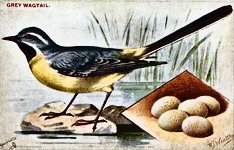 Grey Wagtail