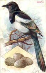Magpie