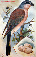 Redbacked Shrike