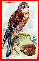 Kestrel