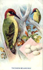 Green Woodpecker (The)