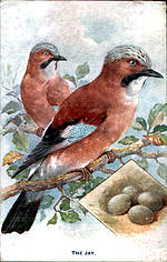Jay (The)