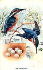 Kingfisher (The)