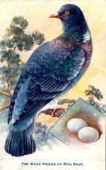 Wood (The) Pigeon or Ring Dove