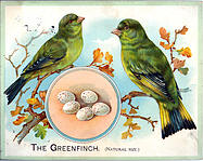 Greenfinch (The)