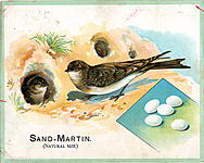 Sand-Martin (The)
