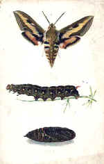 Bedstraw Hawk Moth (The)