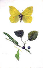Brimstone