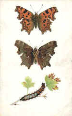 Comma (The) Butterfly