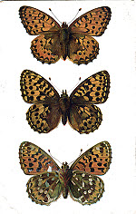 Dark Green Fritillary (The)