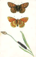 Glanville Fritillary Butterfly (The)