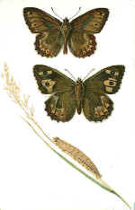 Grayling Butterfly (The)