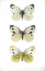 Green-veined White Butterfly (The)