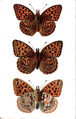 High-brown Fritillary