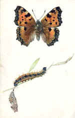 Large Tortoise-shell Butterfly (The)