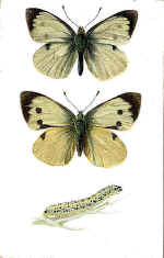 Large White Butterfly (The)