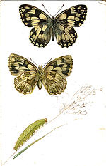 Marbled White Butterfly
