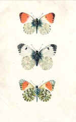 Orange-Tip (The)