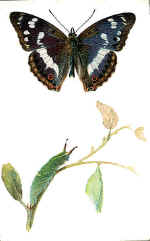 Purple Emperor Butterfly (The)