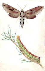 Pine Hawk Moth