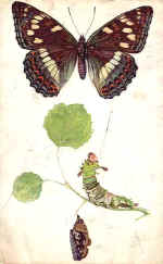 Poplar Butterfly