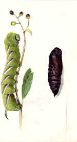 Privet Hawk Moth (The)
