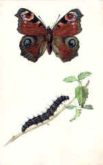 Peacock Butterfly (The)