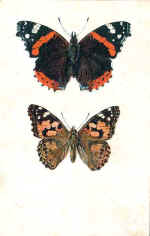 Red Admiral - Painted Lady