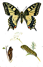 Swallow-Tail Butterfly