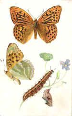 Silver-Washed Fritillary
