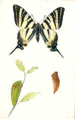 Swallow-Tail (The scarce) Butterfly