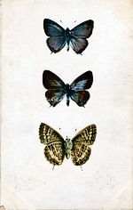 TailedBlue Butterfly